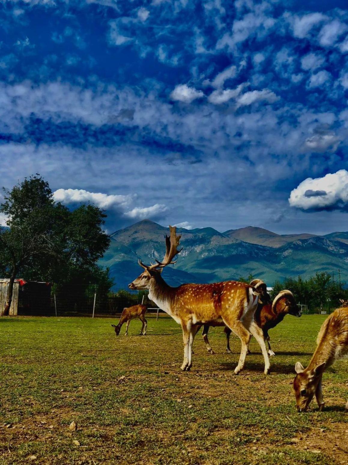 Hotel Antika Peje Dış mekan fotoğraf